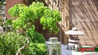 Agrecol Bonsai Strong odżywka do bonsai