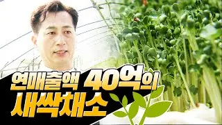 신선함을 통째로 먹는 연 매출 40억원의 새싹채소 농업인의 이야기! #새싹채소 #힘내라한국농업 [2008]