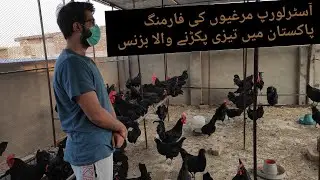 Australorp Farming Business in Pakistan | Black Hen Black Gold