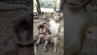 adorable baby 🐒 monkeys Demi and Emory when stay near King Mark unbelievable #animals #anmals