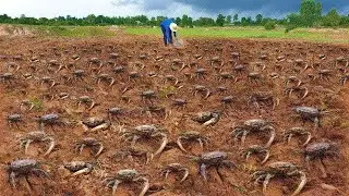 Nice today! a fisherman catch many crab at rice field in start rainy season.