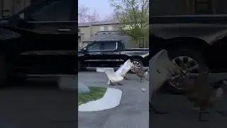 天鹅和加拿大鹅打仗 Swan vs Goose Fight #geese  #swans