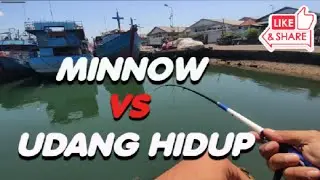 Mancing Di Dermaga Benoa | Sarang Kerapu | Minnow VS Udang Hidup