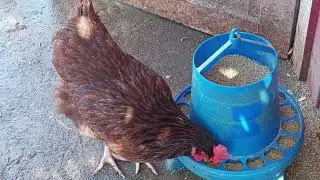 Do Chickens And Ducks Have A Cold & Flu Season?