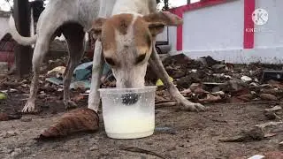 Feeding stray dogs during lockdown