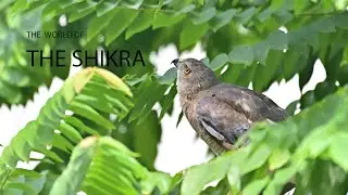 The World of the Shikra | Urban Wildlife