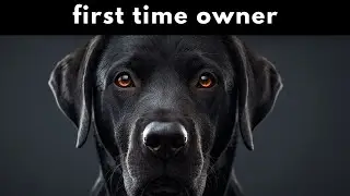 Labrador Retriever   Best for First Time Owner