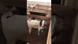 Boer ibiam 🤝 #boergoats #boergoat #animal #caprinos #goatbreeds