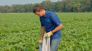 SDSU Volga Research Farm: Insect Collection Methods