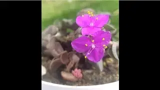 floraci&oacute;n de Callisia navicularis