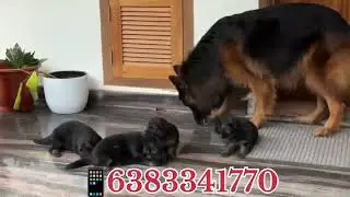 Germanshepherd puppy sale in madurai/coimbatore/Theni/hosur/selam/Trichy/erode#germanshepherddog#