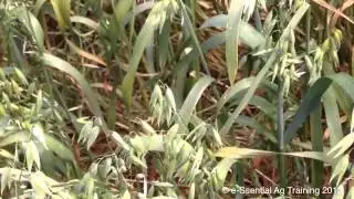 Cutting oat crops at right stage