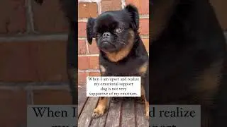 Not my concern Karen #brusselsgriffon #grumpydog #dog #karen audio @crochenbyhelen