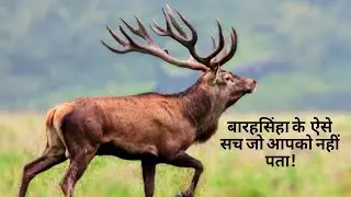 बारहसिंहा के 12 सींगों का असली रहस्य! | Barasingha Swamp Deer Facts in Hindi