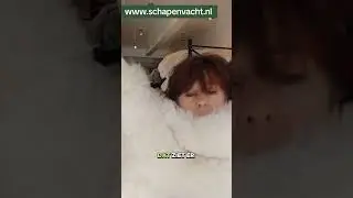 Schapenvachten wit; langharig en geschoren