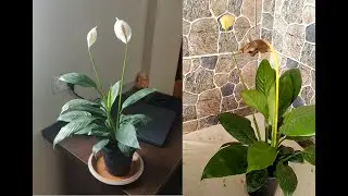 Peace lily flower cutting