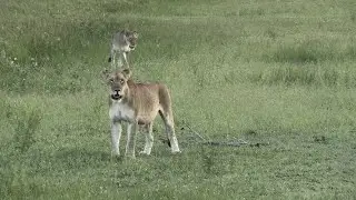 My Day at Phinda Zuka Lodge