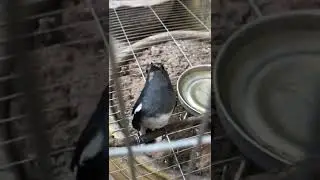 ch&ograve;e than m&aacute;i h&oacute;t k&iacute;ch trống