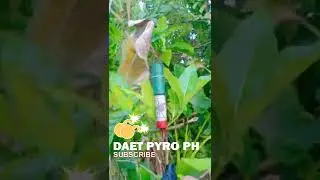 Spider Kwitis Big | Skyrocket Fireworks 🔥🔥 #shorts