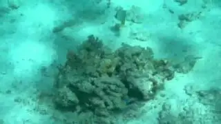 Balistidae Picasso et 2 Chaetodontidae Vagabond
