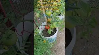 మా బాబా ఫామ్ హౌస్ లో పండిన🍅 కూరగాయల పంటలు🥕#ytshorts#farmhousevlog#kuwaitvegetable#organicfarming