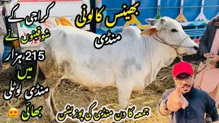 Bhains Colony Mandi Karachi Cattle Rates Update❤️ || 16 January 2026 || Cow Mandi 2026 💫