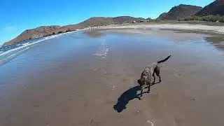 Can a Labrador Retriever make decent a boat dog?