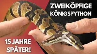 Zweik&ouml;pfige K&ouml;nigspython: Meine ehrliche Meinung 15 Jahre sp&auml;ter! 🐍