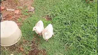 Bom dia o sol ja chegou na fazendinha 