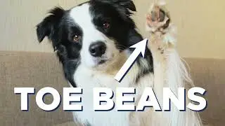 KSL Homes - Pet Friendly Rentals