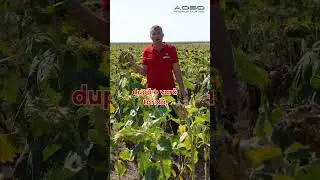 Semănatul strip-till face diferența