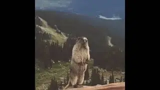 БОБЕР (СУСЛИК)ОРЕТ | МЕМ | Jjarik_YT  #memes #funny #animals #comedy
