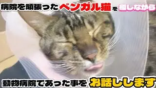 病院を頑張ったベンガル猫を癒しながら、動物病院であった事をお話しします