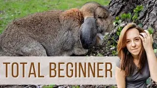 Make Money Raising Rabbits - strategy for a complete beginner