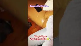 Dogs are Like Humans..They Tell you What They Want !🐶👌( See what Blue wants! ) #shorts #shortvideo