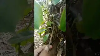 look at this tree👀 there are small animals playing😯 #videoshort #videoviral #animalsvideo