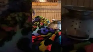 Tommy the capuchin monkey goes to bed
