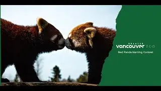 Red Panda Twins Name Announcement! | Greater Vancouver Zoo