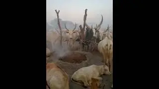 Dinka Bor Cattle camp