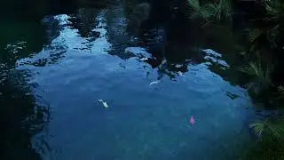 Mesmerizing Fishes Swimming in a Crystal Clear Lake | Relaxing Nature