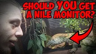 Can YOU train a Nile Monitor??