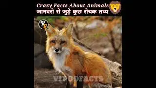 Crazy Facts About Animals 😱 || Vipoo Facts #shorts @MRINDIANHACKER @CrazyXYZ