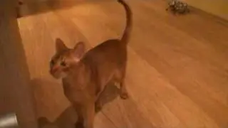 Abyssinian cat - acting like dog