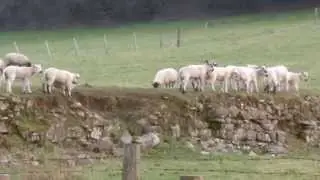 Happy, jumping, racing lambs. Sheep running along a wall.