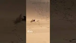 Kid gets rolled over going down gaint mountain 😂 #wipeout #funny #foryou #funnyshorts #shorts