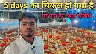  5 day's chicks 🐤 | Salimar Ec poltry contract farming 
