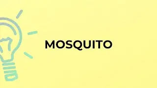 What is the meaning of the word MOSQUITO?