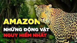 NHỮNG ĐỘNG VẬT NGUY HIỂM NHẤT AMAZON
