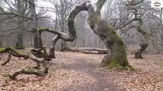 Slow TV: Walking in Trollskogen, Torna H&auml;llestad, Lund