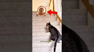 Mischievous Cat Turns Into a Family Hero 😺❤️ #shorts #youtubeshorts #trendingshorts